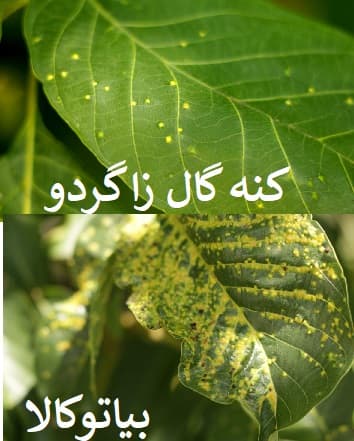 تشخیص افاتدرخت گردو(کنه گالزا)